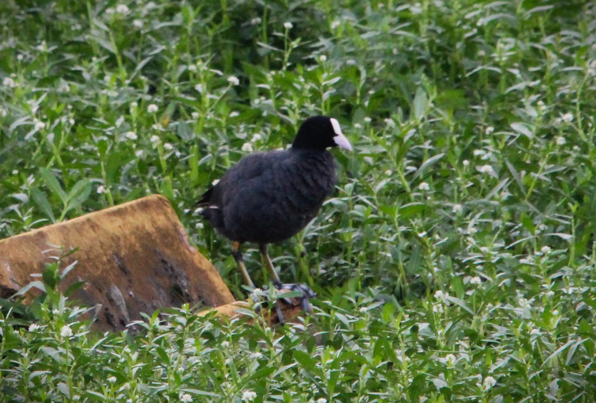 Eurasian Coot - ML622154876