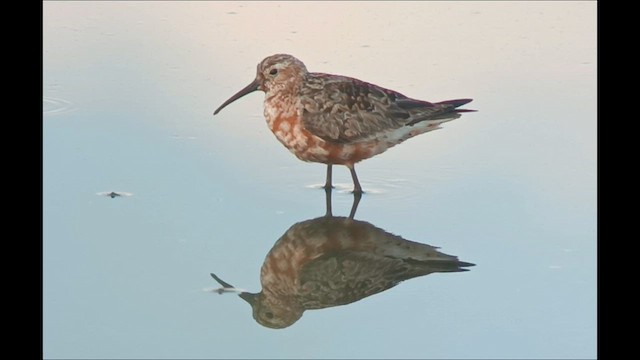 Curlew Sandpiper - ML622154880