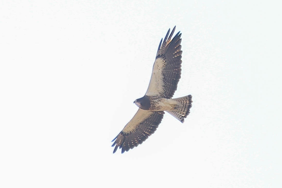 Swainson's Hawk - ML622154884