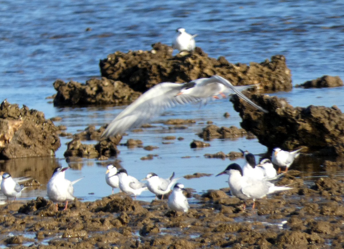 Common Tern - Peter Milinets-Raby