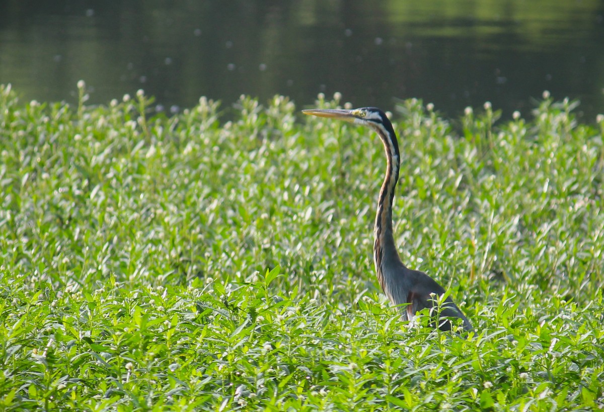 Purple Heron - ML622154889