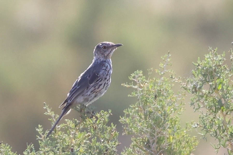 Sage Thrasher - ML622154894