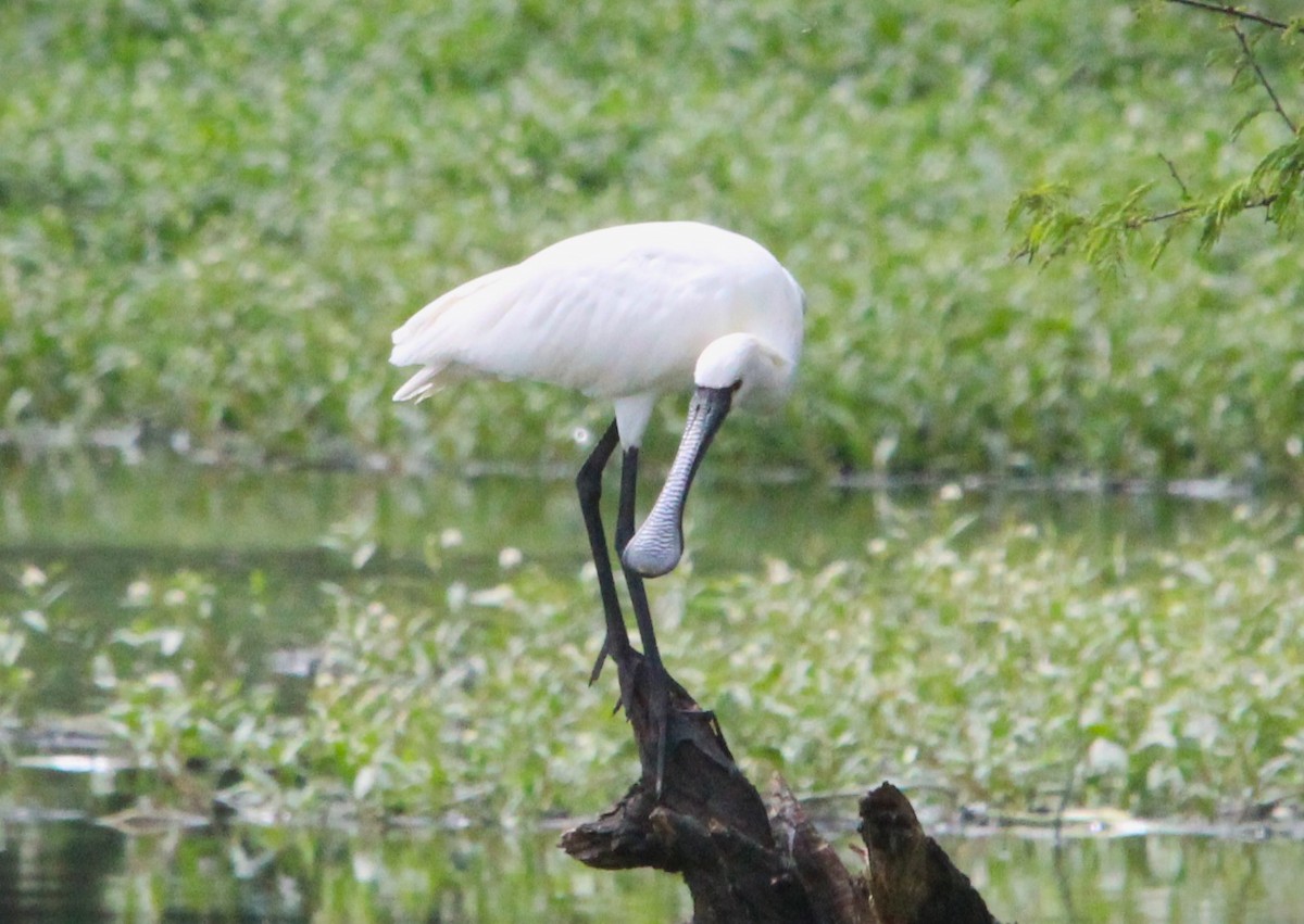 Eurasian Spoonbill - ML622154895