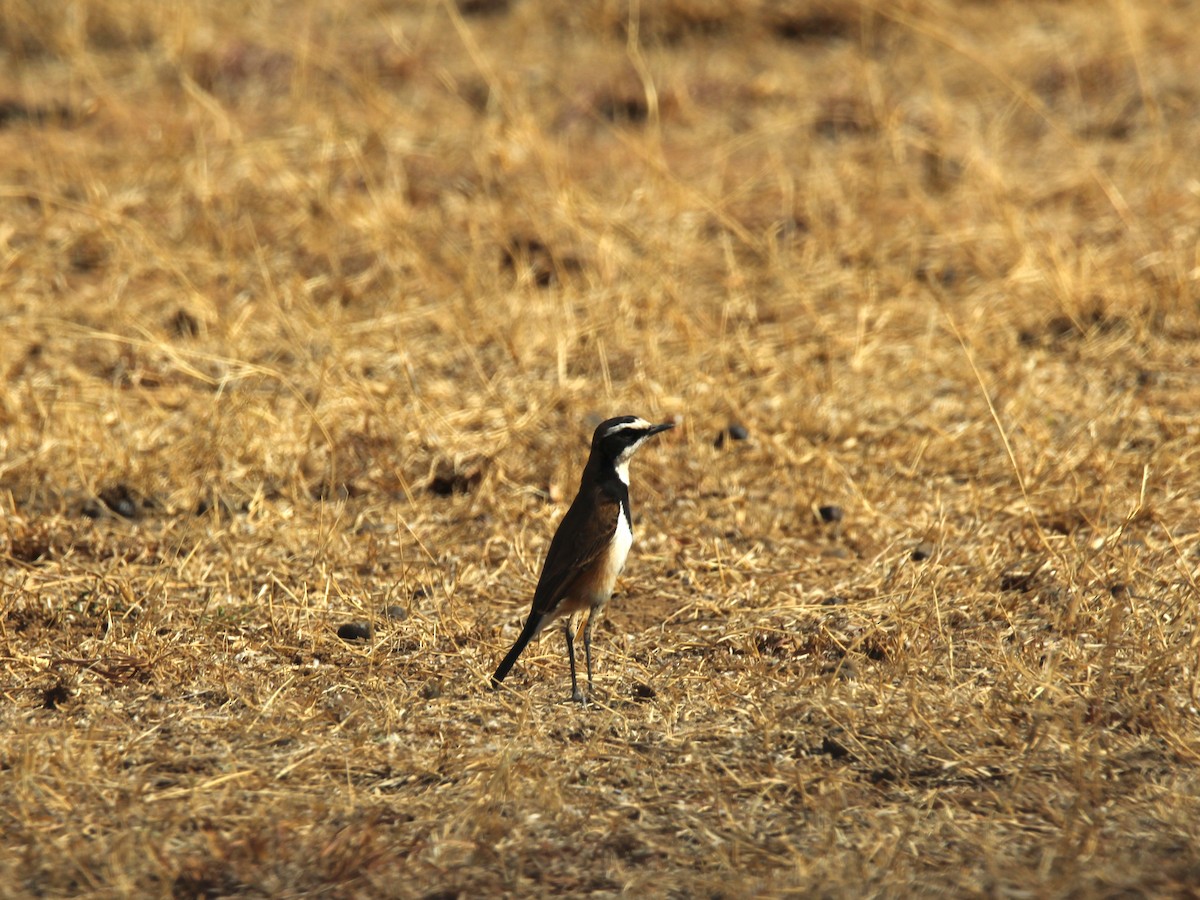 Capped Wheatear - ML622154904