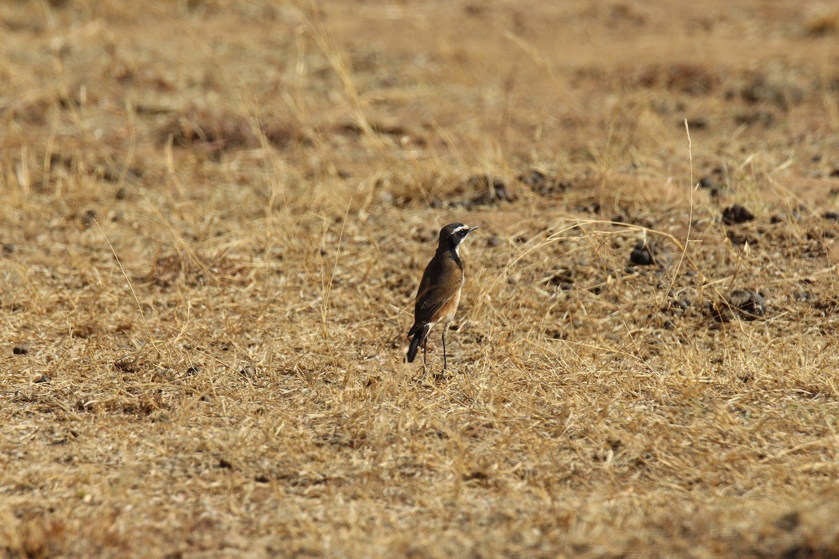 Capped Wheatear - ML622154905