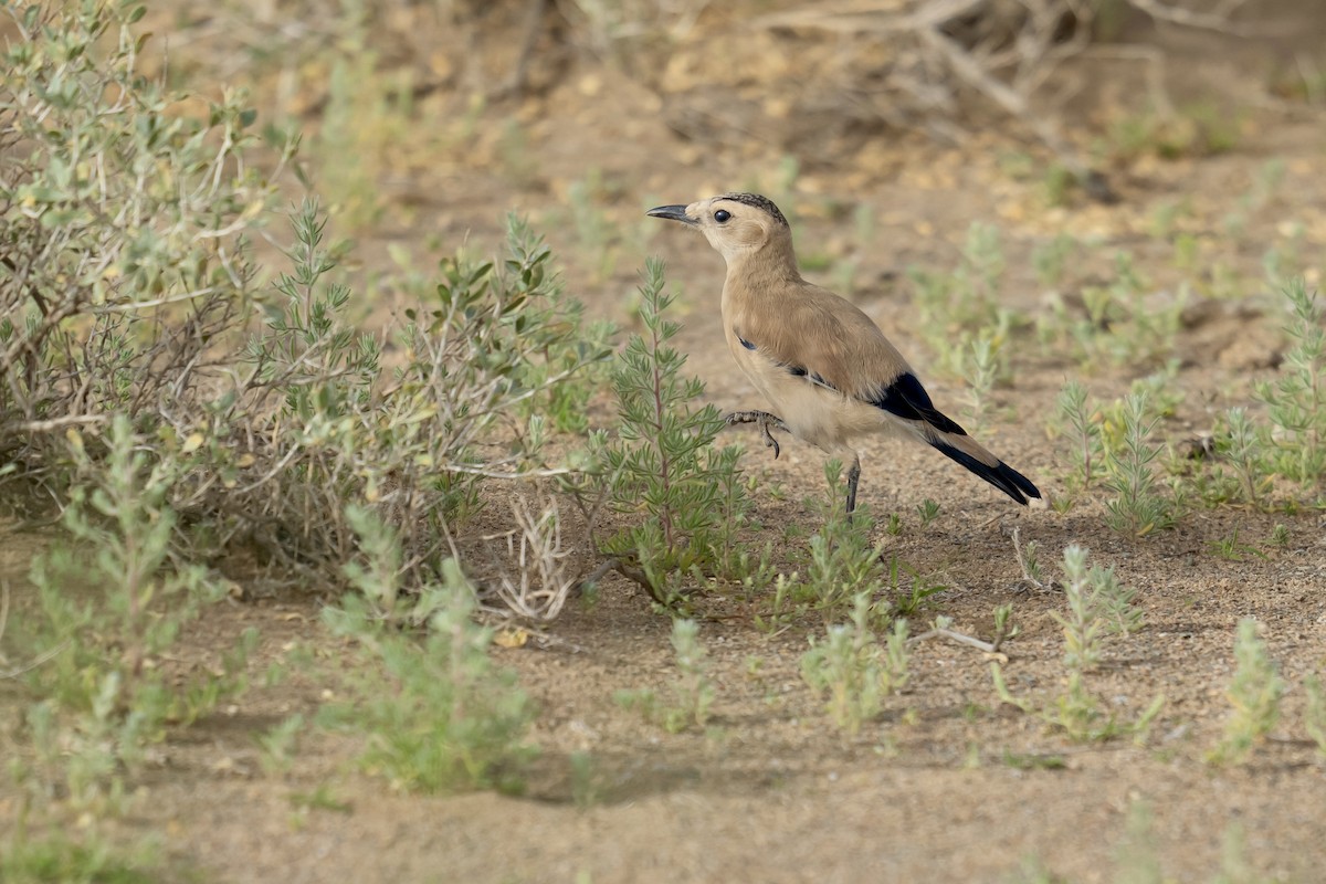 Mongolian Ground-Jay - ML622154916