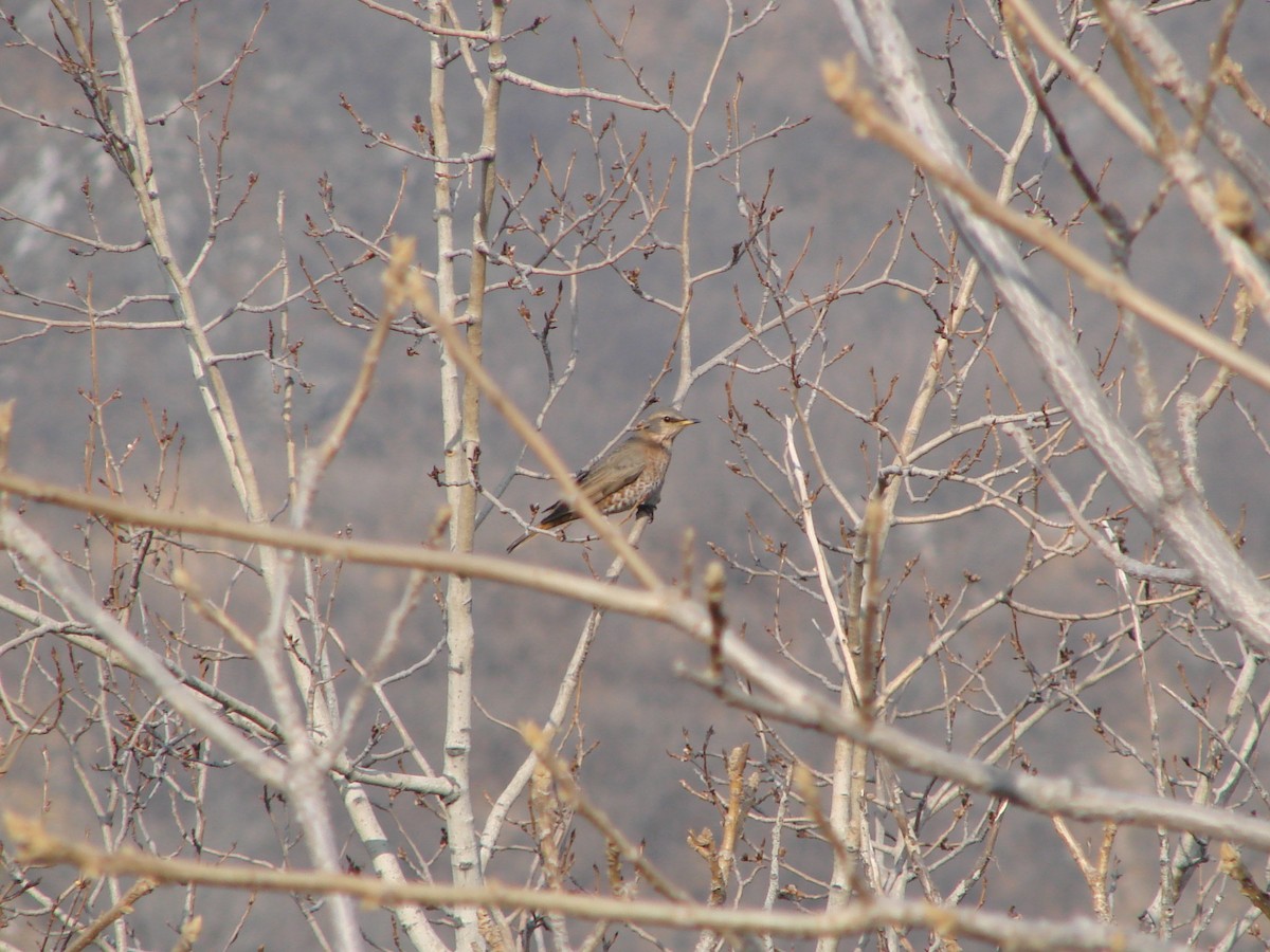 Naumann's Thrush - Andrew Bishop