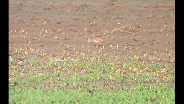 Pectoral Sandpiper - ML622154945