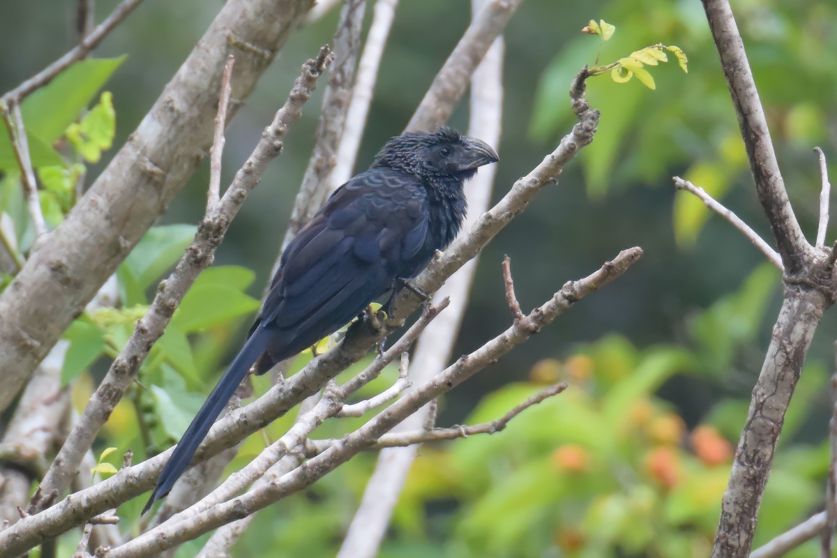 Groove-billed Ani - Giuseppe Citino