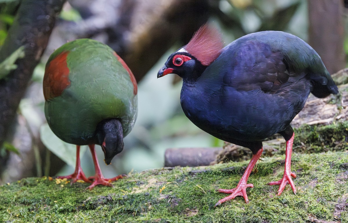 Crested Partridge - ML622154989