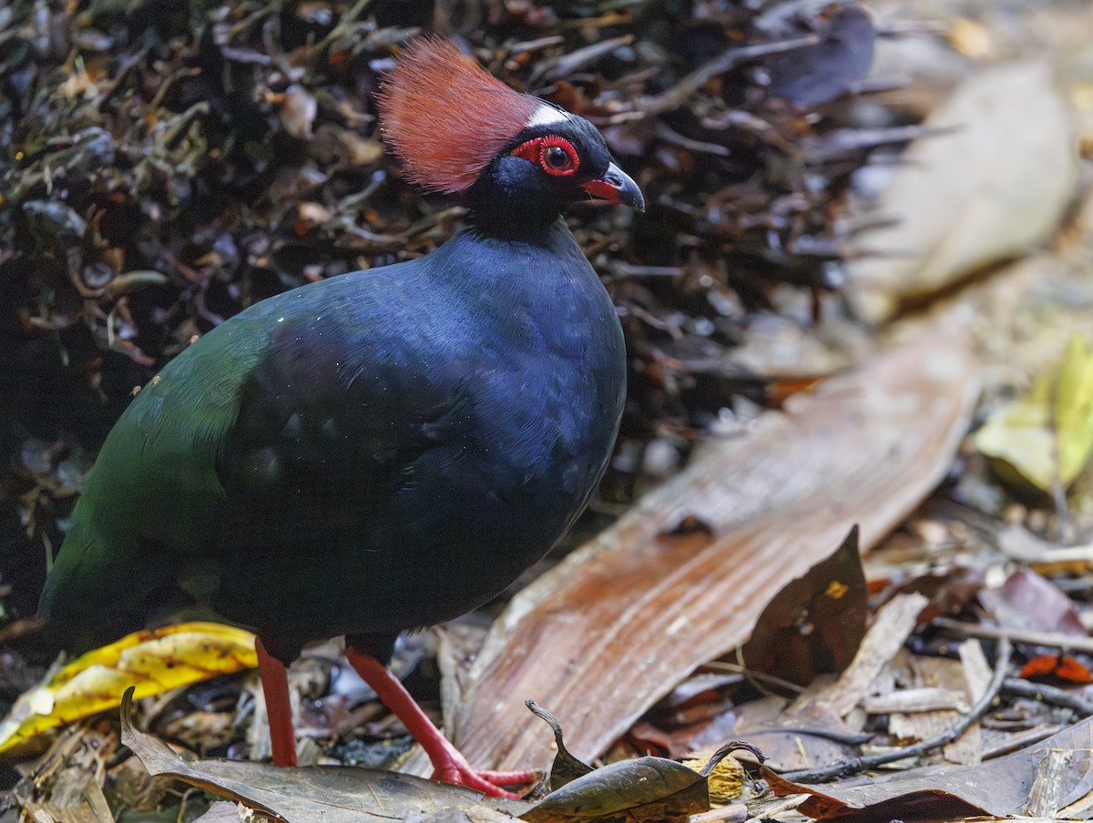 Crested Partridge - ML622154991