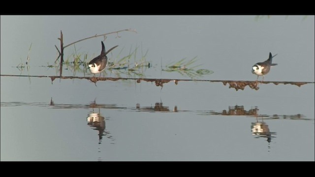 White-winged Tern - ML622154992