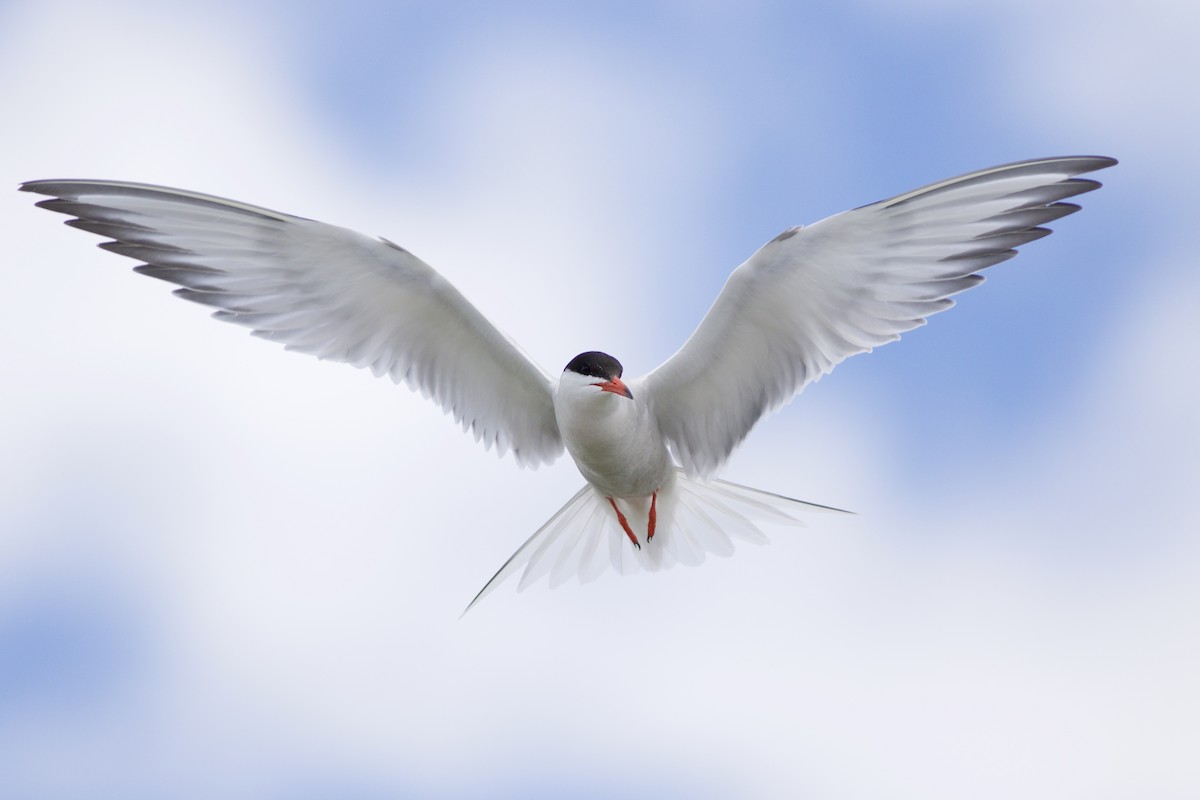 Common Tern - Doug Hitchcox