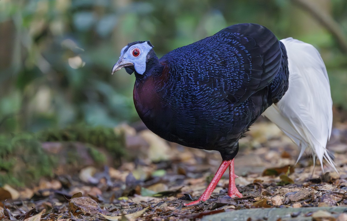 Bulwer's Pheasant - ML622155039