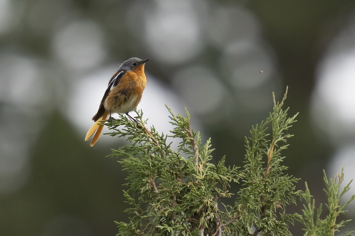 Ala Shan Redstart - ML622155047