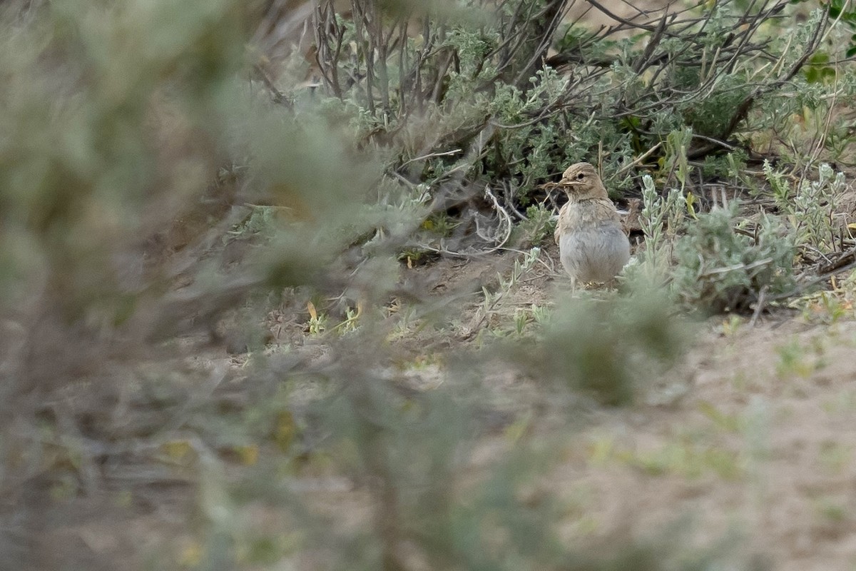 Asian Short-toed Lark - Summer Wong China Bird Tours