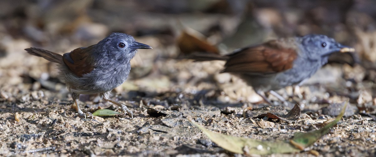 Gray-hooded Babbler - ML622155084