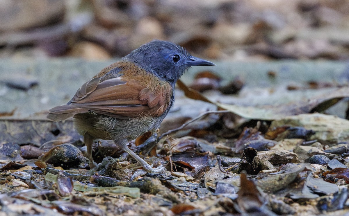 Gray-hooded Babbler - ML622155085