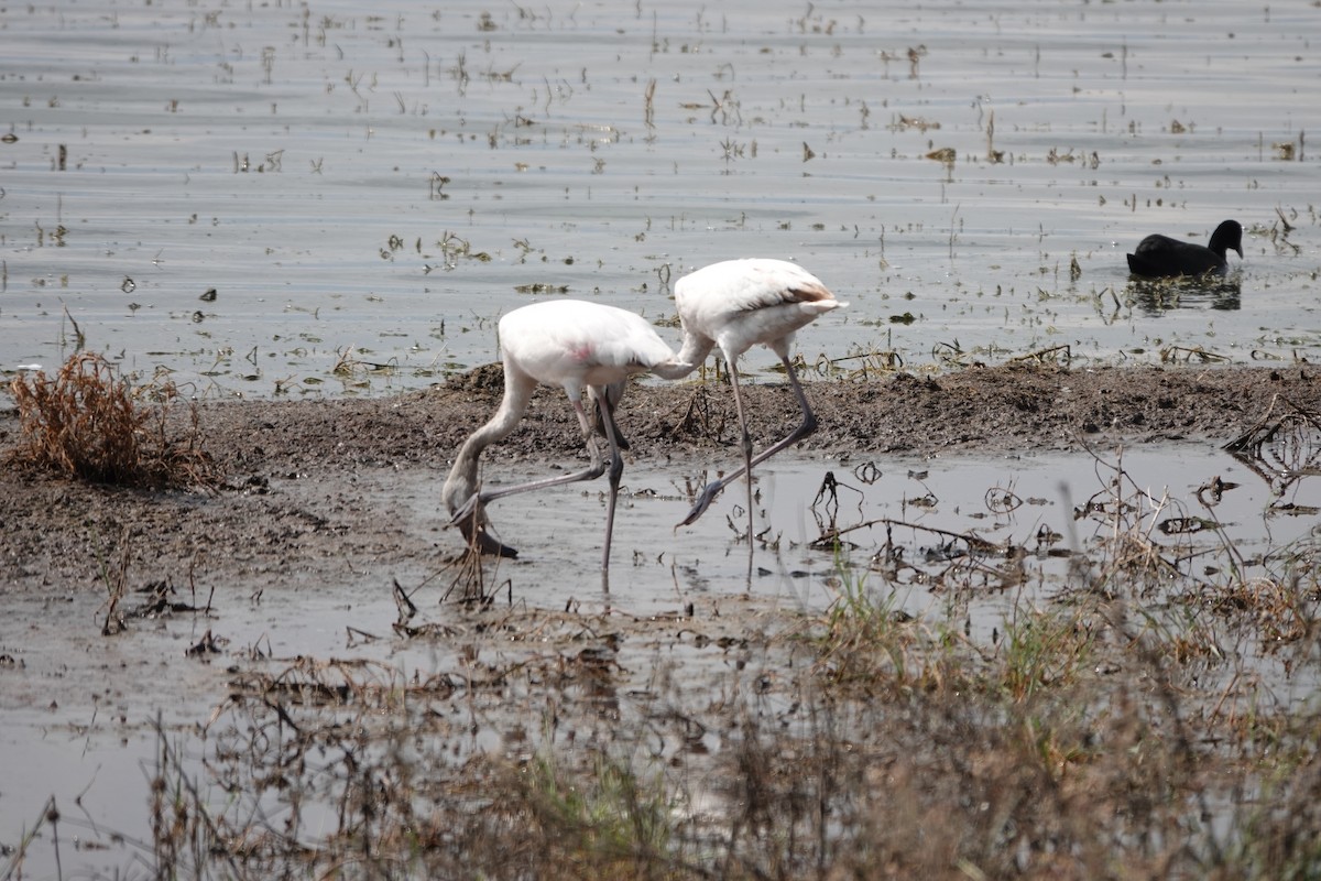 Lesser Flamingo - Steven Nelson