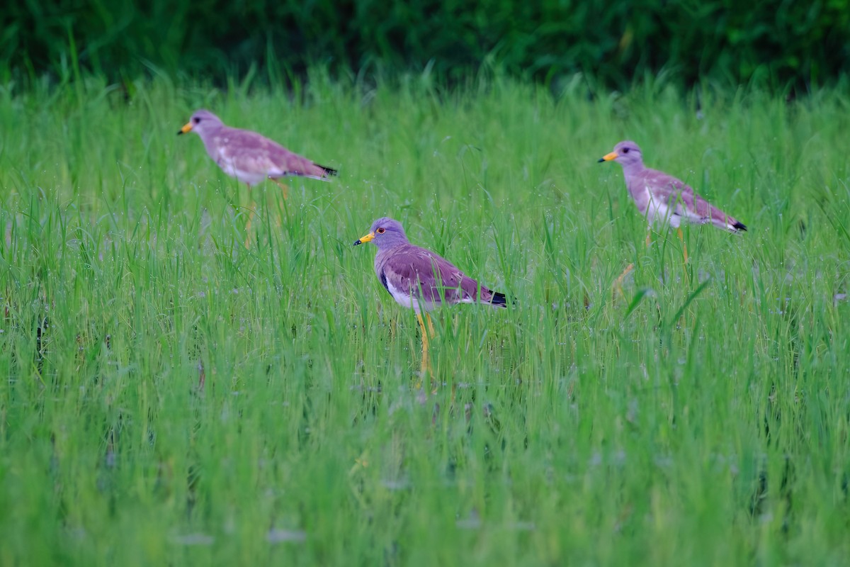 Gray-headed Lapwing - Gregory Tortissier