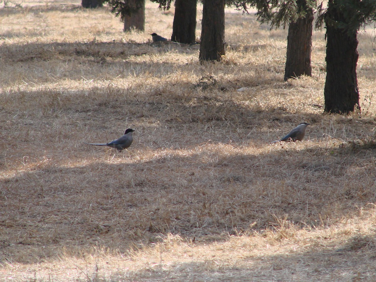 Azure-winged Magpie - Andrew Bishop