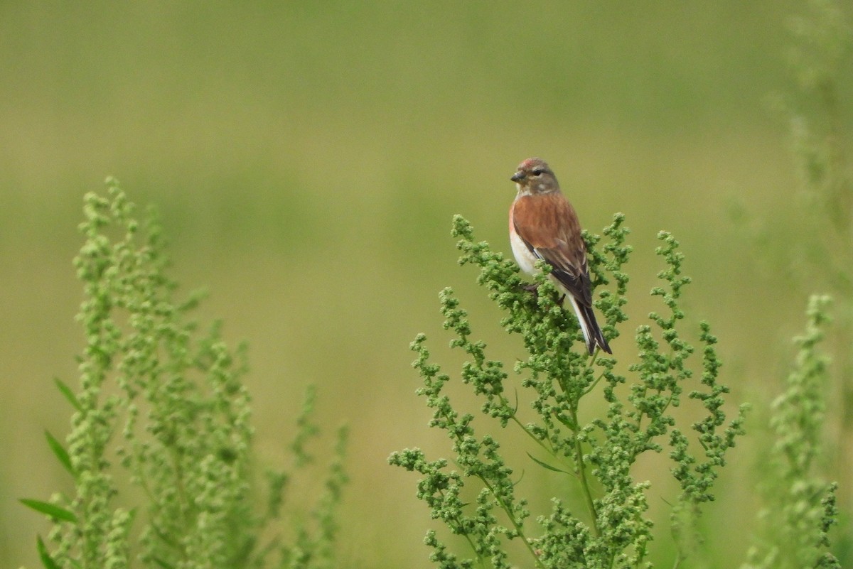 Eurasian Linnet - Jiří Bartoš