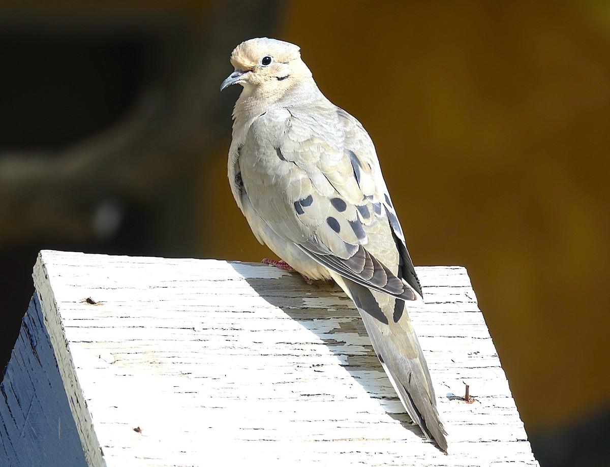 Mourning Dove - ML622155130