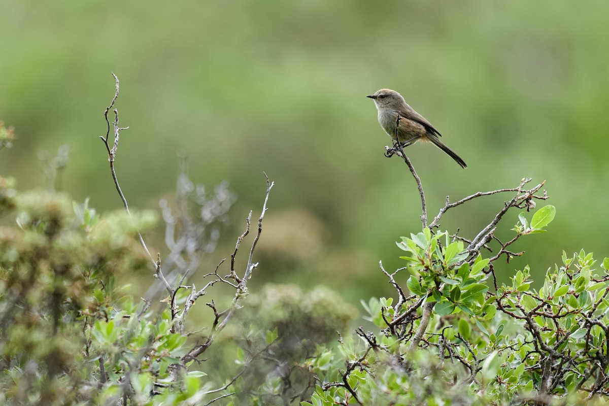 White-browed Tit-Warbler - Summer Wong China Bird Tours