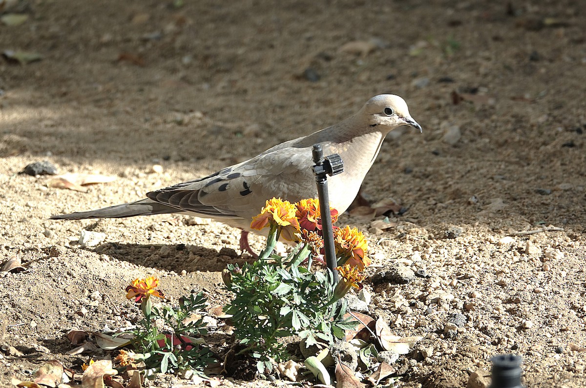 Mourning Dove - ML622155133