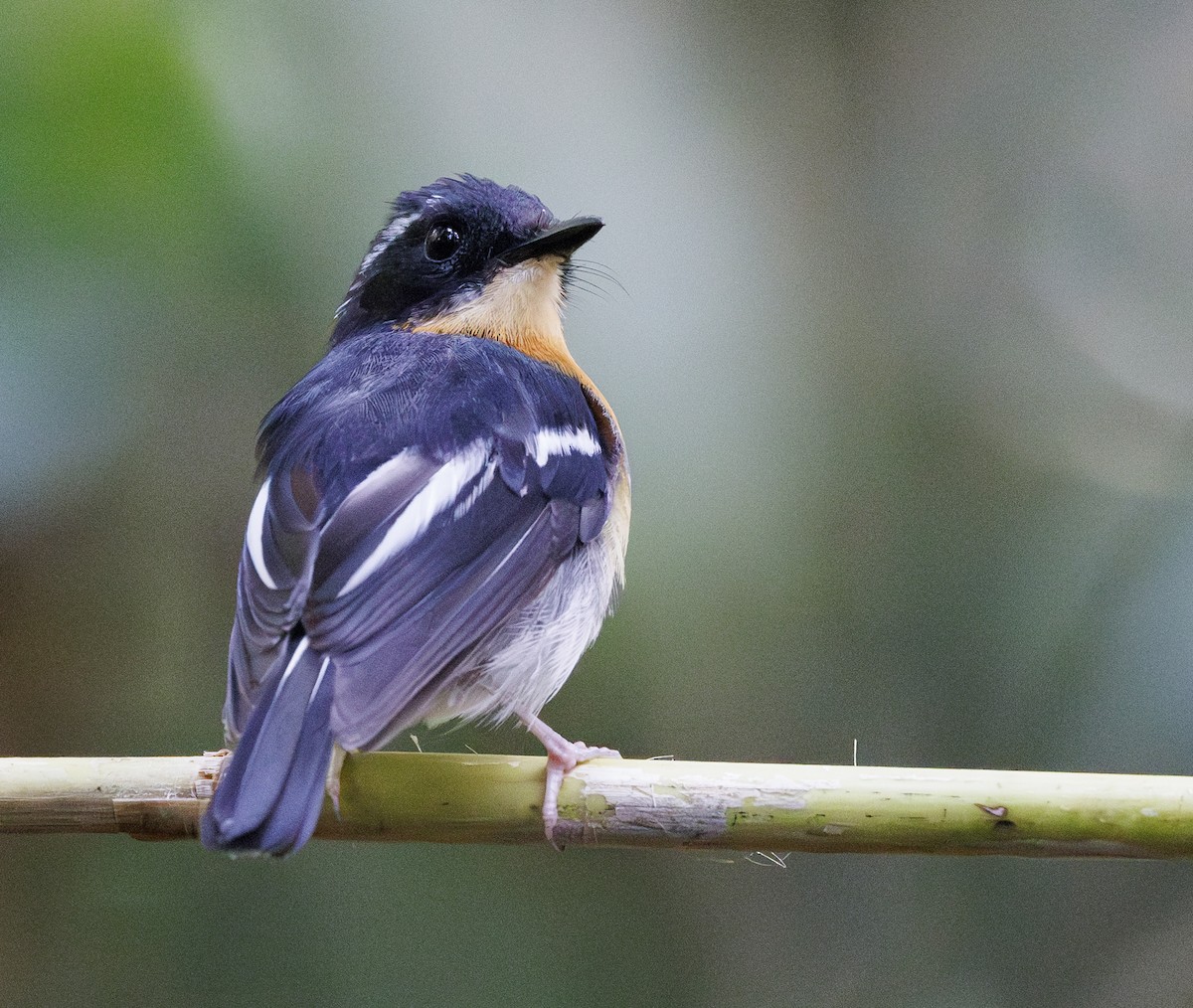 Rufous-chested Flycatcher - ML622155156