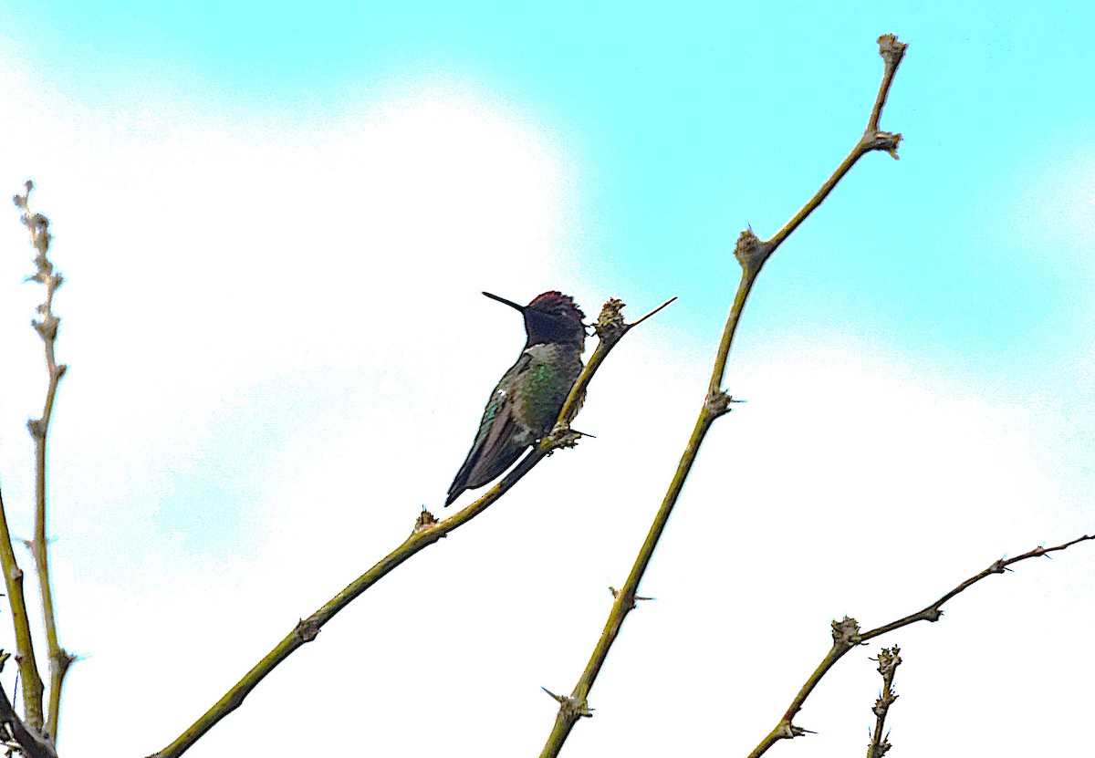 Anna's Hummingbird - Edurne Ugarte