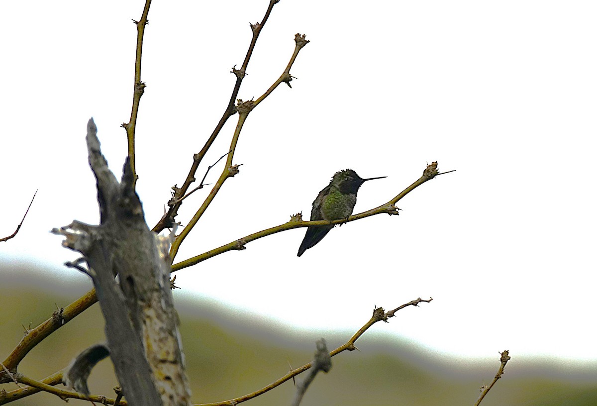 Anna's Hummingbird - ML622155161