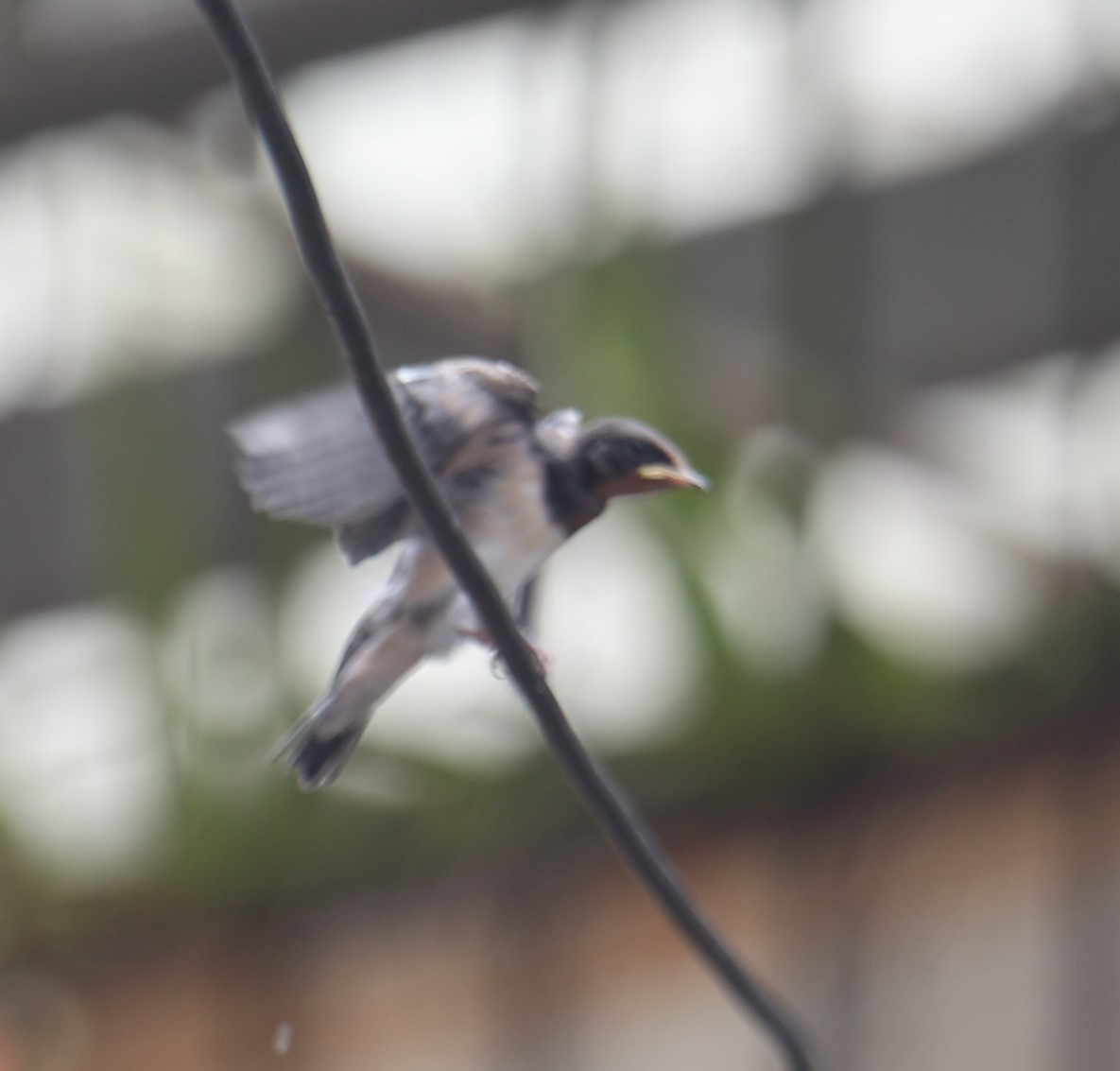 Barn Swallow - ML622155165