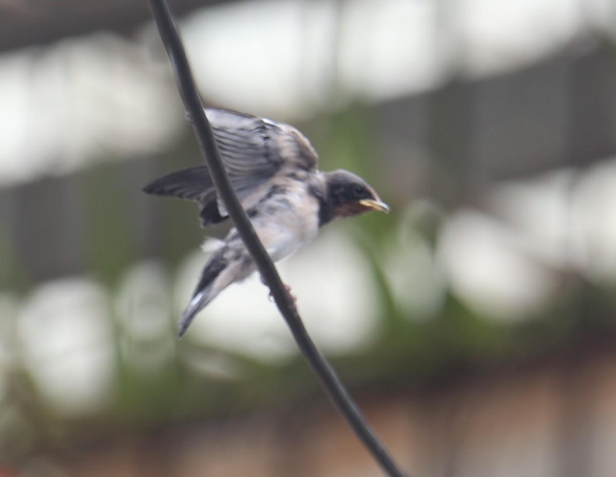 Barn Swallow - ML622155166