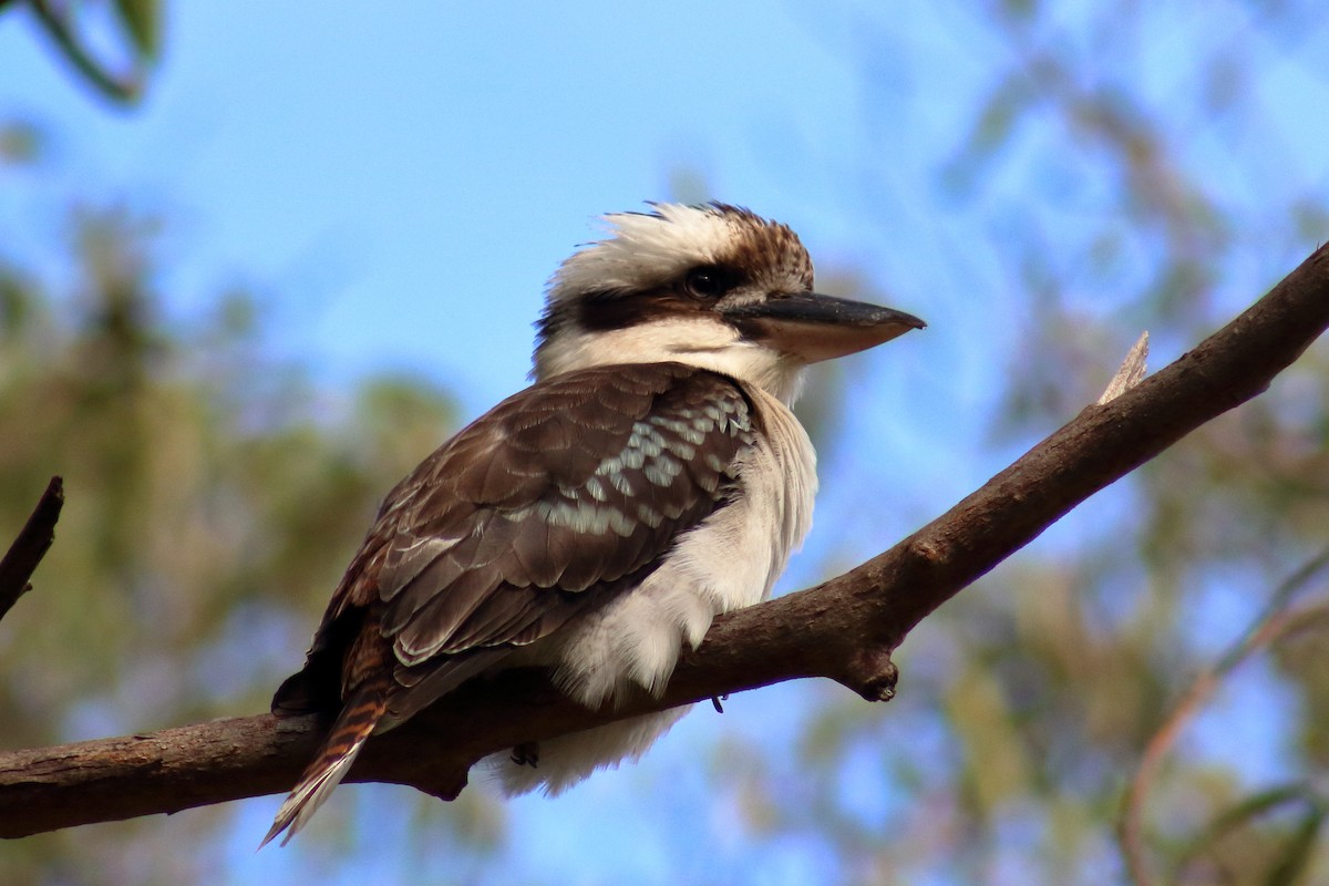 Laughing Kookaburra - ML622155167