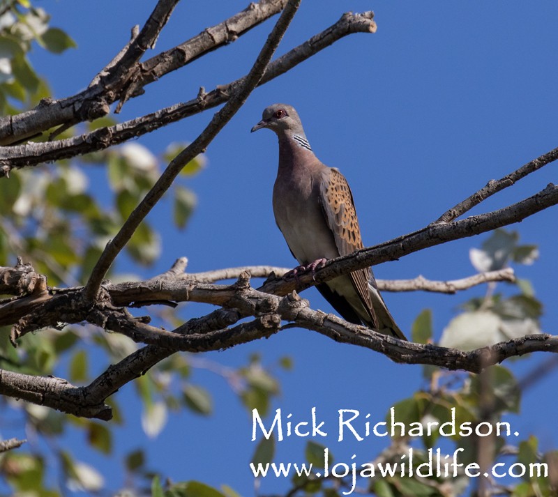 European Turtle-Dove - ML622155169