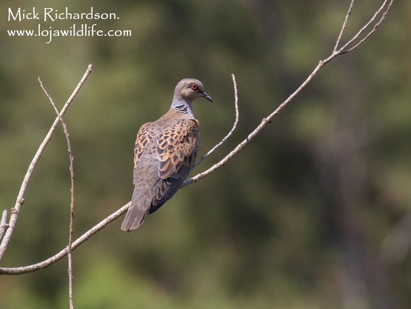 European Turtle-Dove - ML622155170