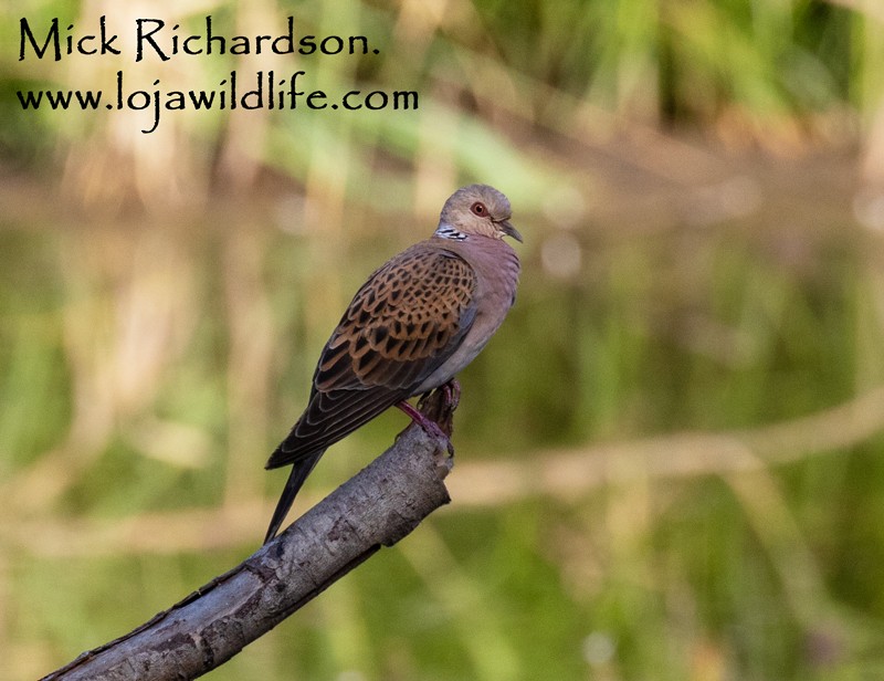 European Turtle-Dove - ML622155171