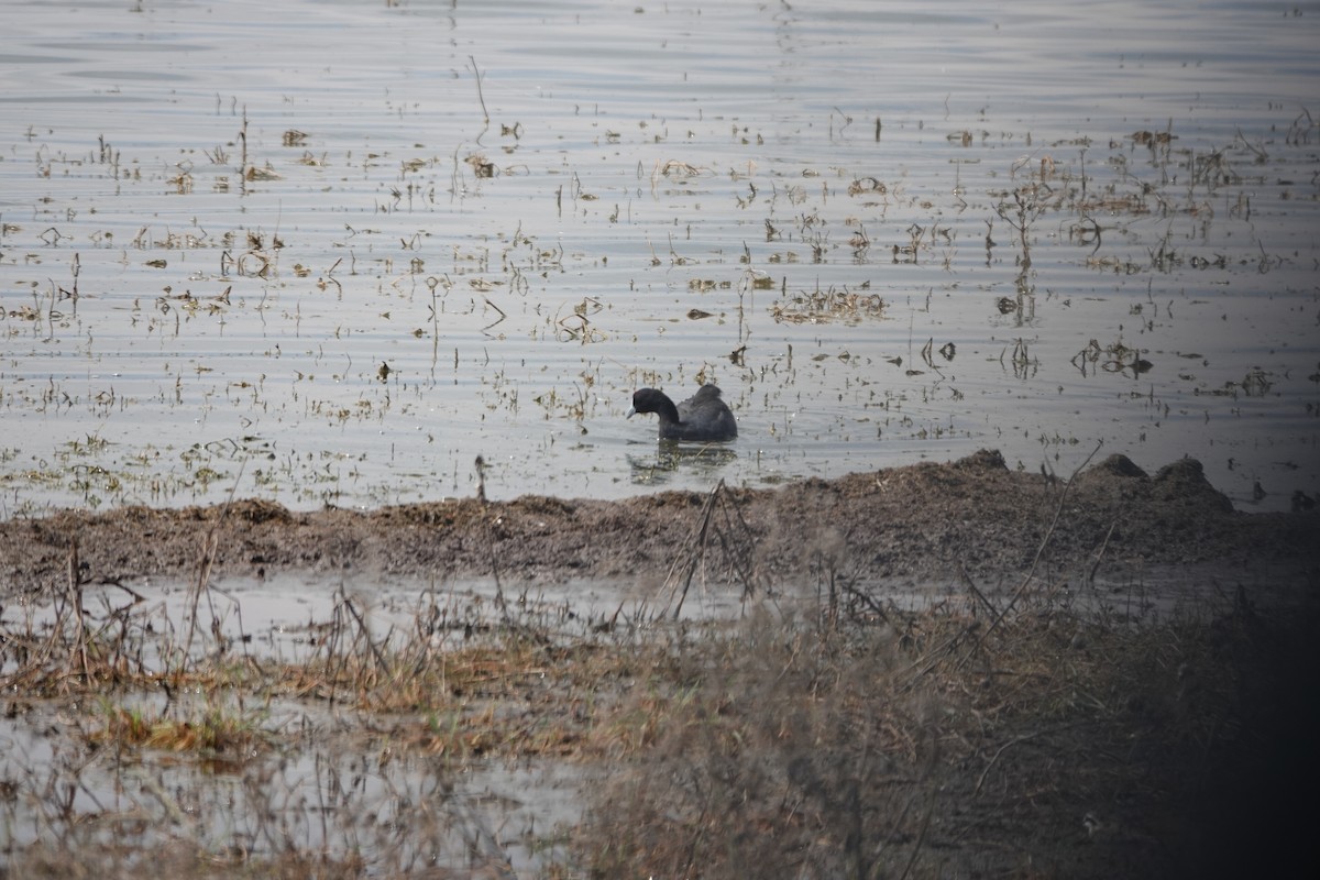 Red-knobbed Coot - ML622155172