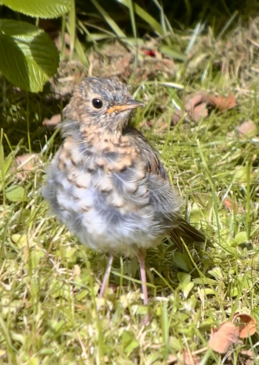 Hermit Thrush - ML622155173