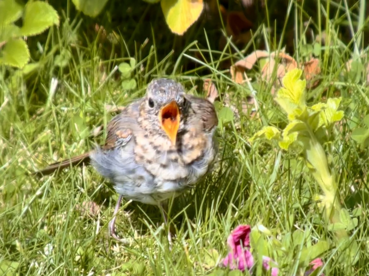 Hermit Thrush - ML622155174