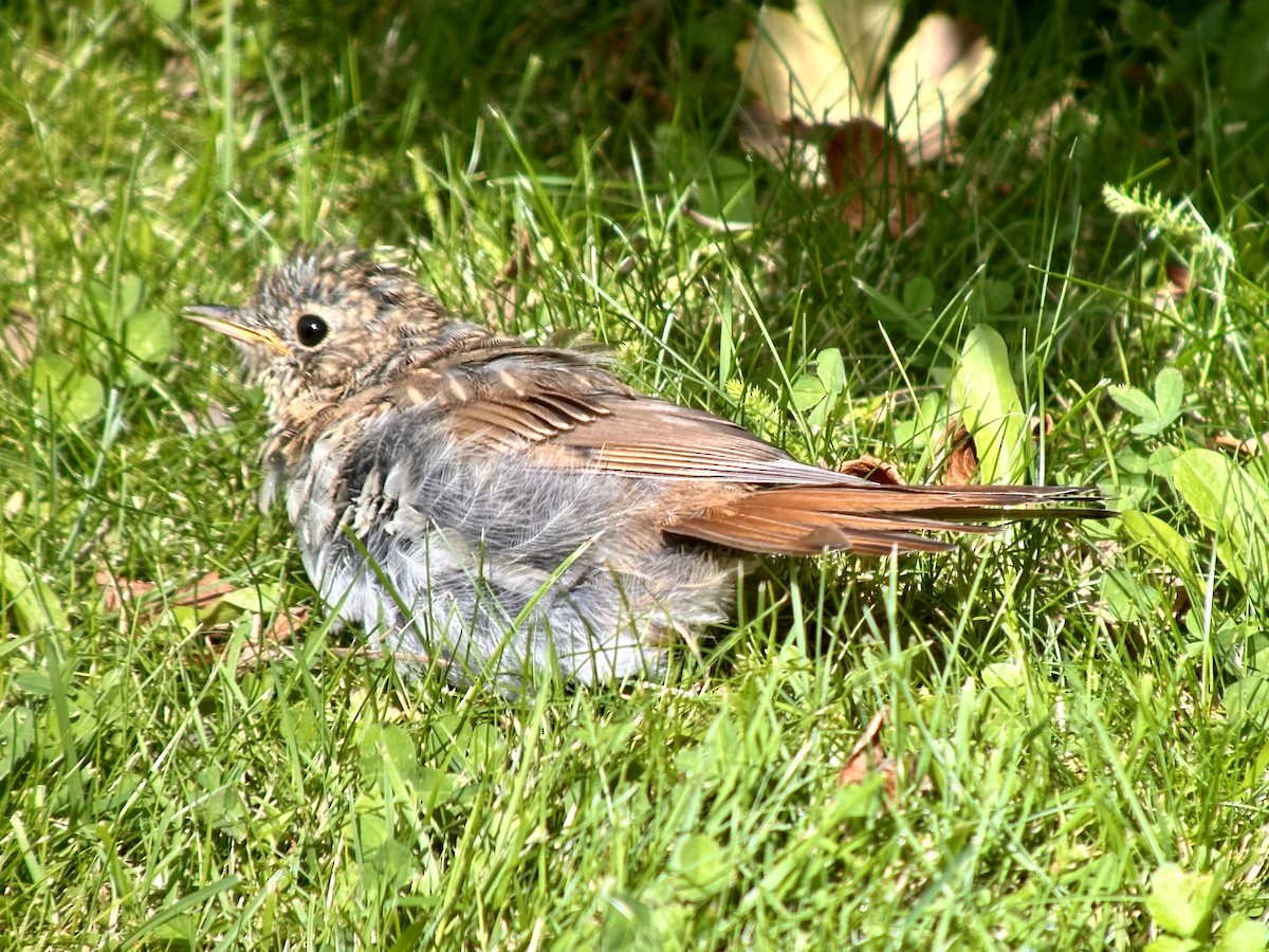 Hermit Thrush - ML622155175