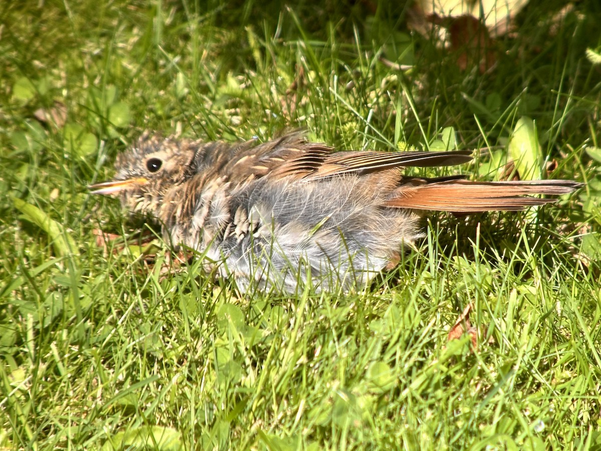 Hermit Thrush - ML622155176