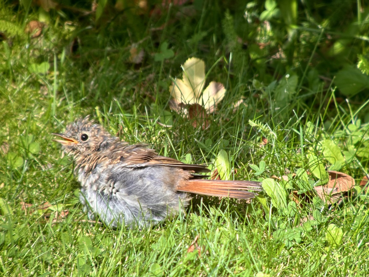 Hermit Thrush - ML622155177