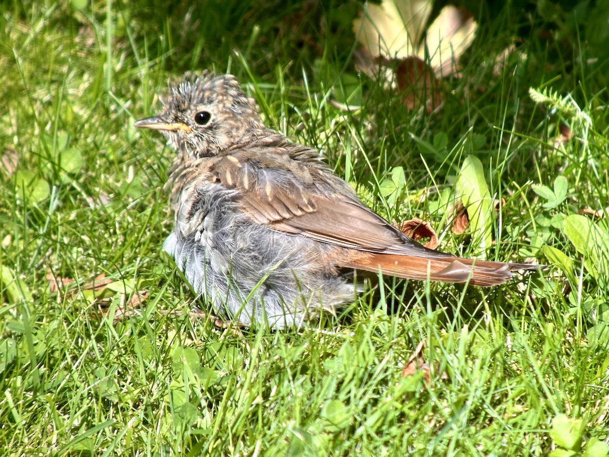 Hermit Thrush - ML622155178