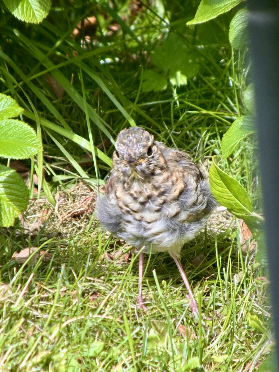 Hermit Thrush - Detlef Buettner