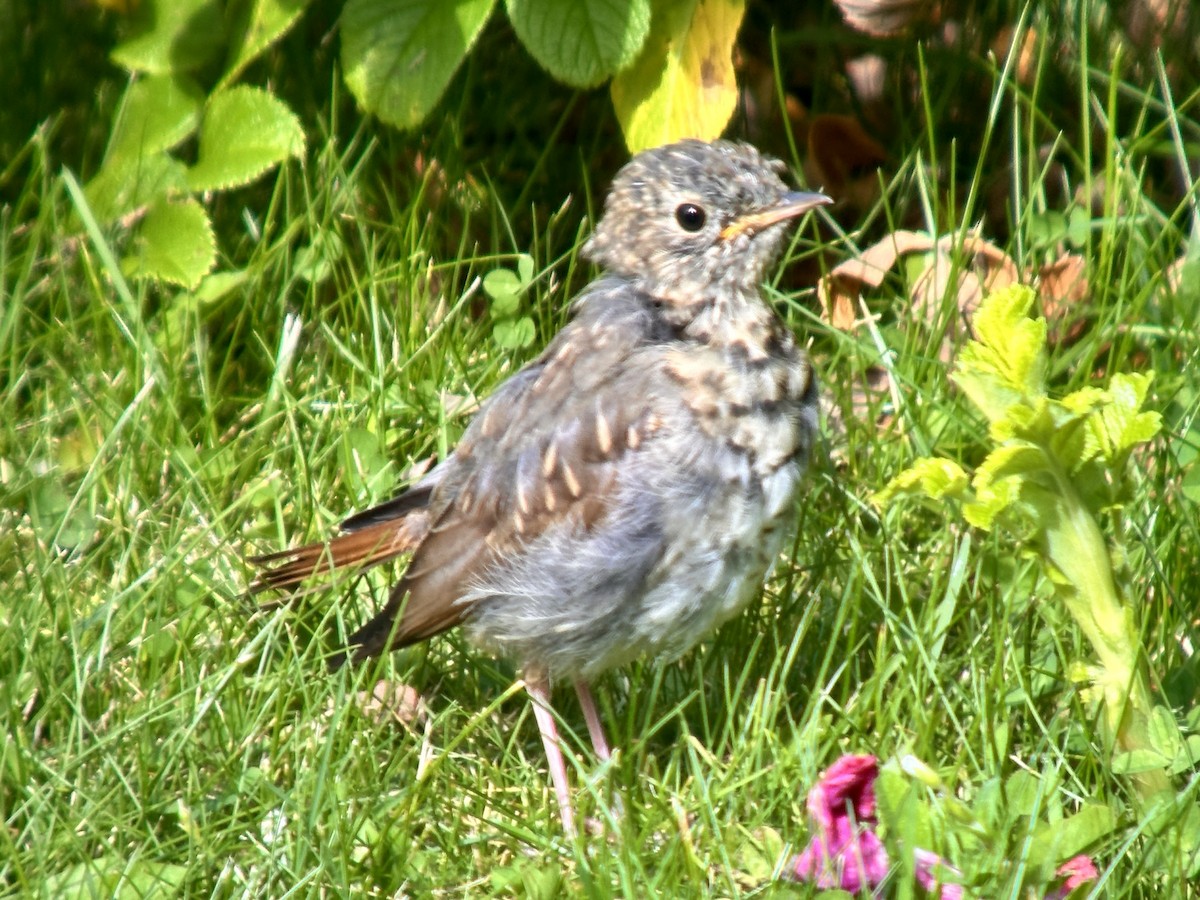 Hermit Thrush - ML622155180