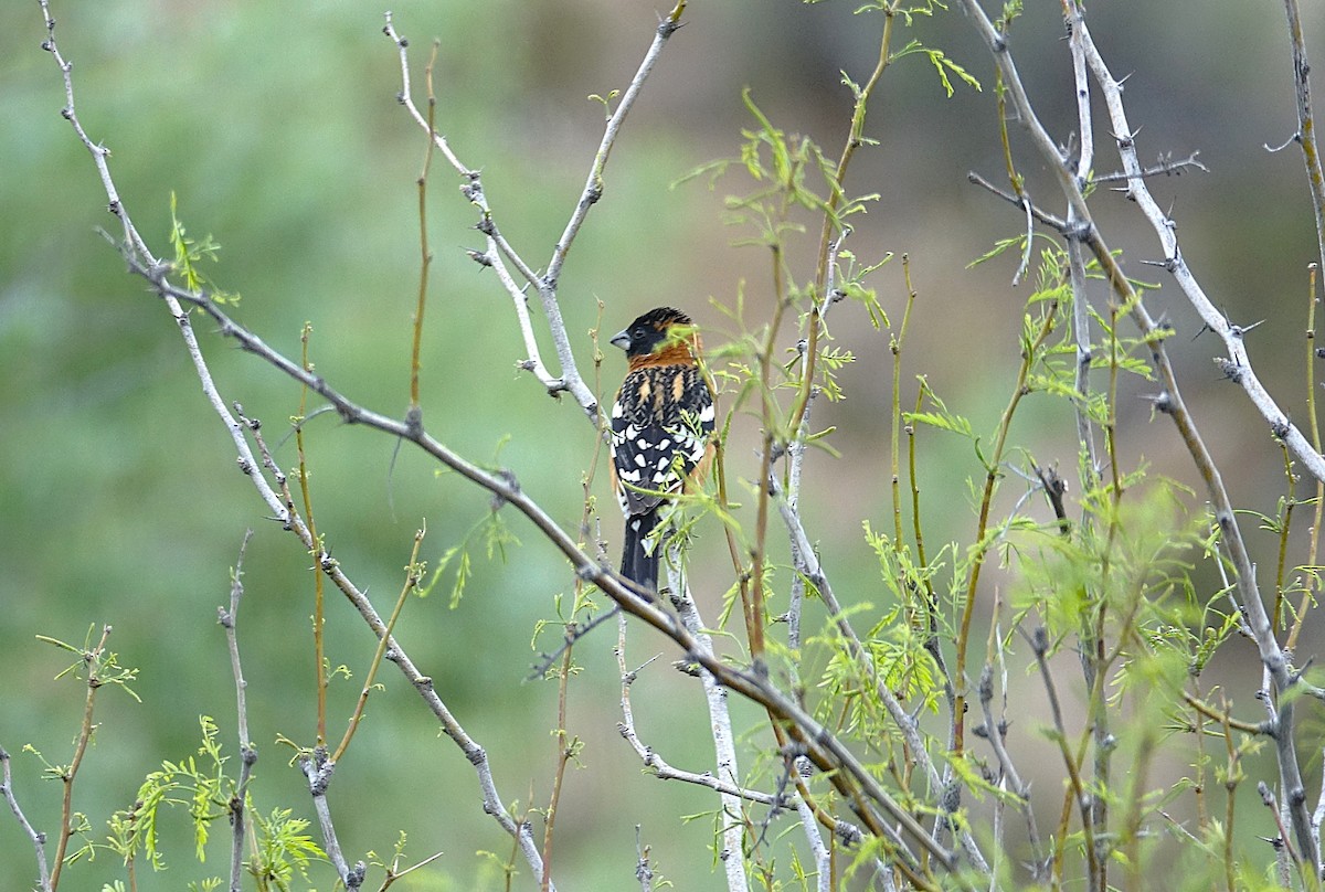 Black-headed Grosbeak - ML622155181