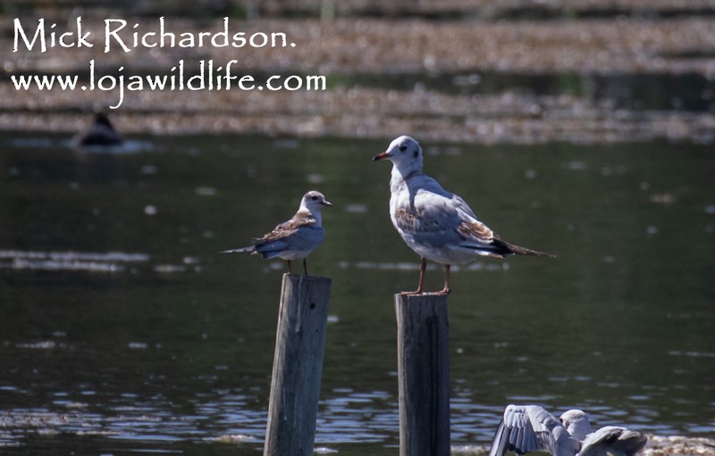 Whiskered Tern - ML622155182