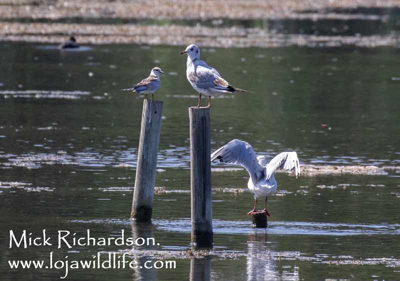 Whiskered Tern - ML622155183